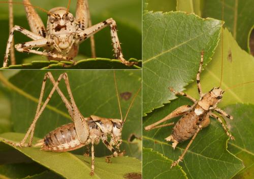Antaxius pedestris pedestris