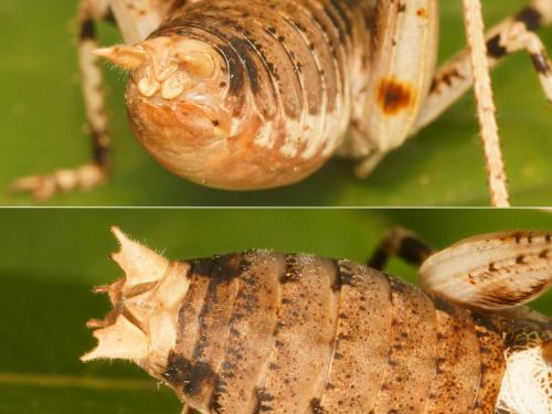Antaxius pedestris pedestris