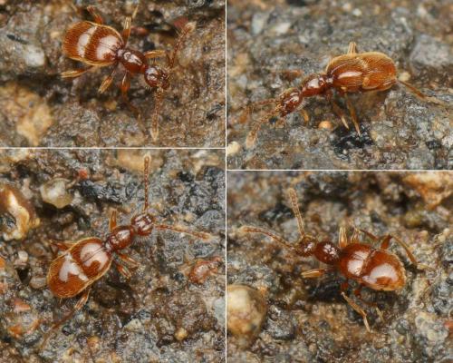 Paramaurops sp.
