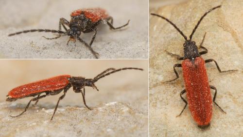 Omalisus nicaeensis