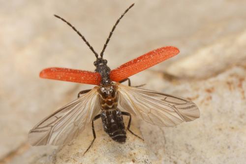 Omalisus nicaeensis