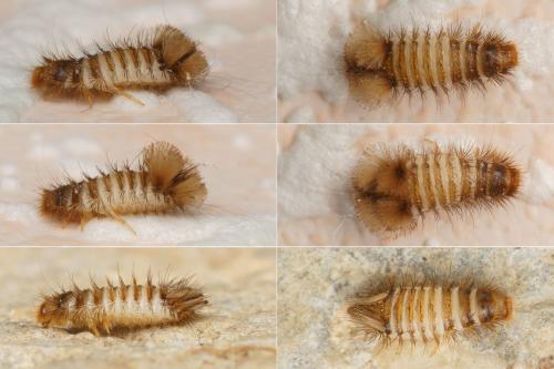 Anthrenus sp.