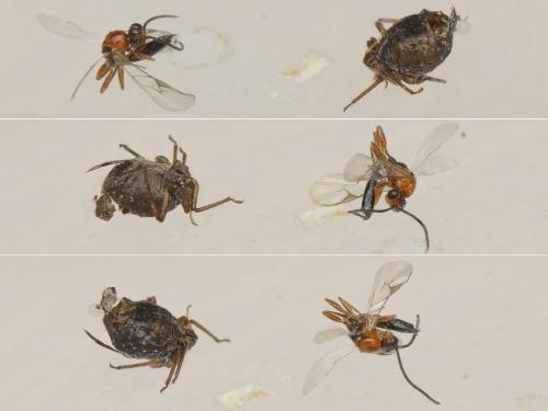 Aphidiinae