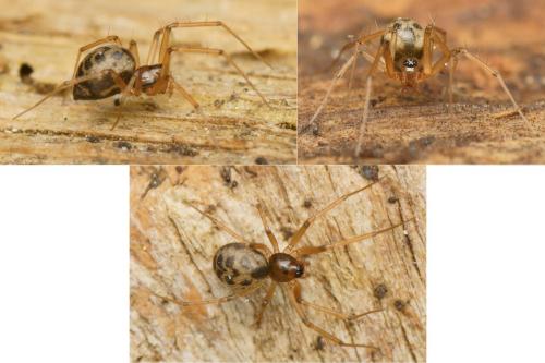 Tenuiphantes sp.