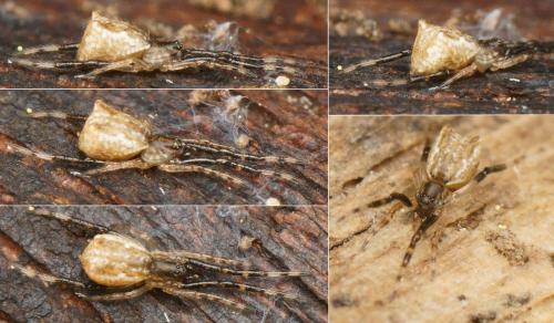 Episinus sp.