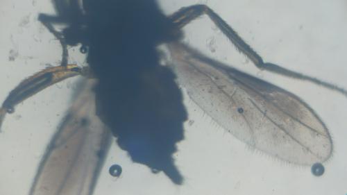 Stilpon graminum