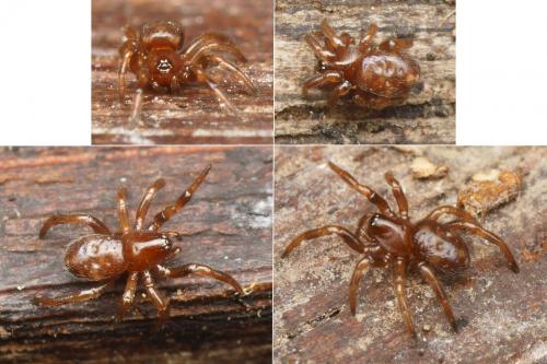 Asagena sp.