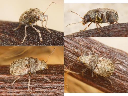 Araecerus fasciculatus