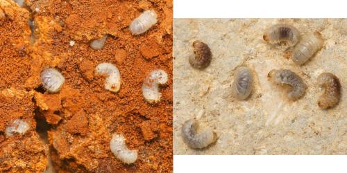 Dorcatoma sp.