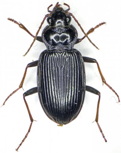 Réf. 174 018 : Nebria sp.