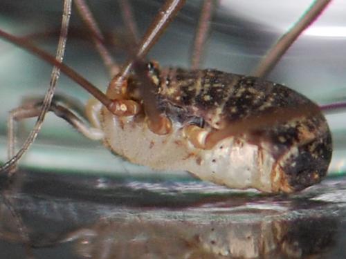 Nelima gothica