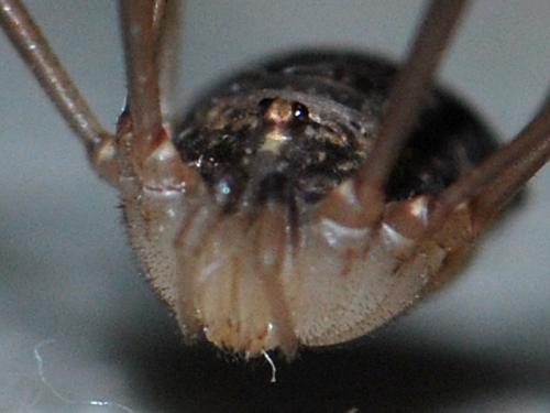 Nelima gothica