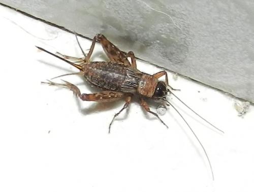Nemobius sylvestris sylvestris