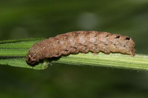 Noctua janthina