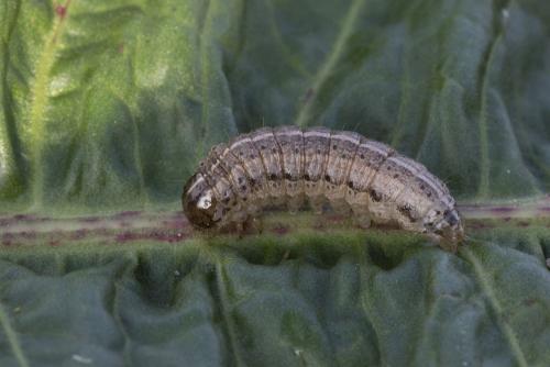 Réf. 174 350 : Apamea sordens