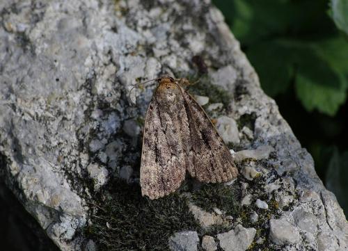 Amphipyra berbera