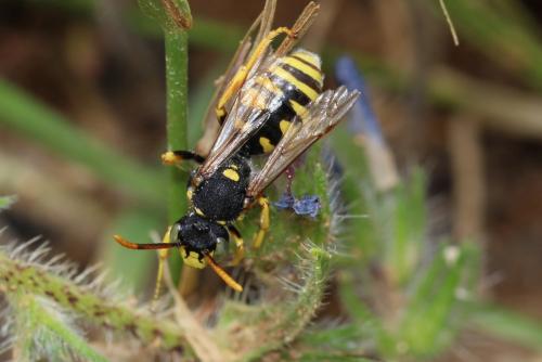 Réf. 174 402 : Nomada nobilis