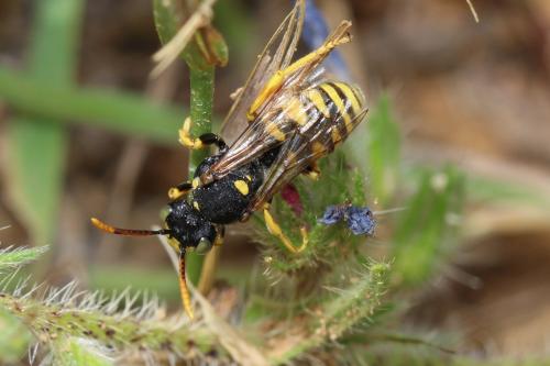 Nomada nobilis