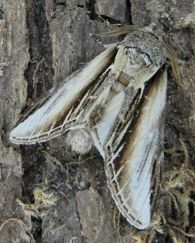 Pheosia tremula
