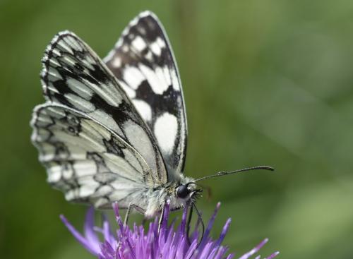 Réf. 174 235 : Melanargia galathea