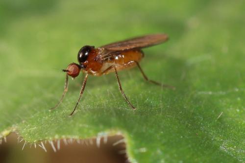 Réf. 174 833 : Ocydromia glabricula