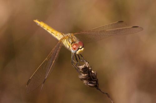 Sympetrum fonscolombii