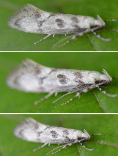 Réf. 174 499 : Herrichia excelsella