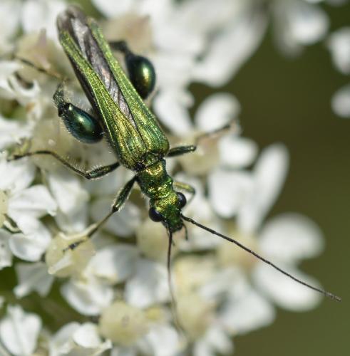 Oedemera nobilis
