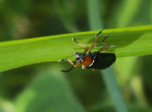 Oulema sp.