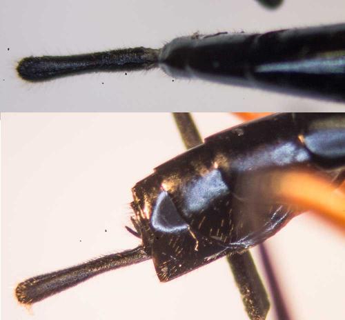 Exetastes calobatus