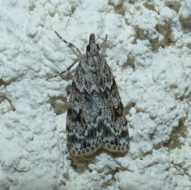 Réf. 174 661 : Scoparia basistrigalis