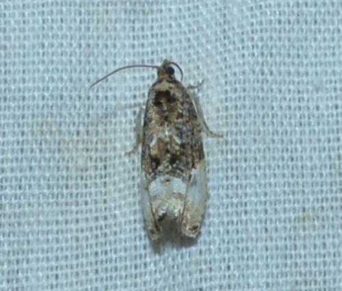 Réf. 174 662 : Hedya nubiferana
