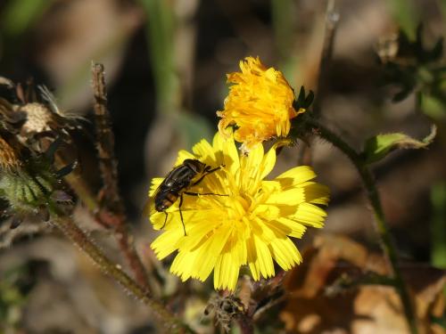 Stomorhina lunata
