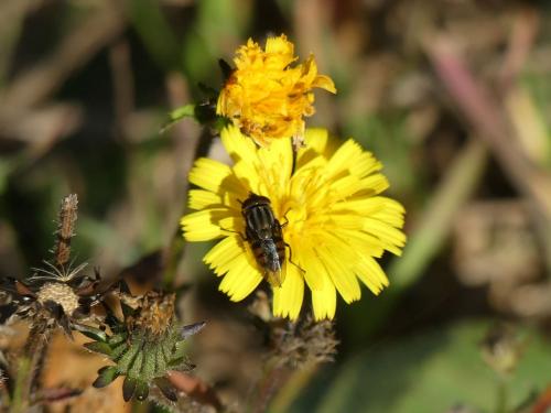 Stomorhina lunata