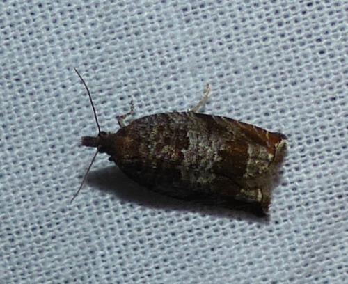 Réf. 174 364 : Ancylis achatana