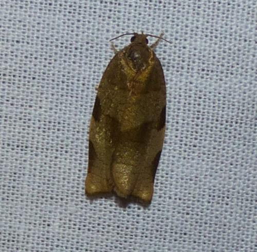 Réf. 174 421 : Choristoneura hebenstreitella