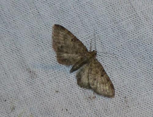 Réf. 174 611 : Eupithecia subfuscata