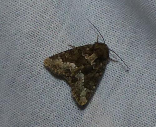 Réf. 174 660 : Oligia sp.