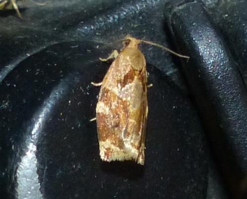 Réf. 174 612 : Archips xylosteana