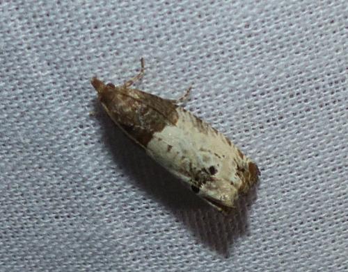 Réf. 174 613 : Notocelia roborana