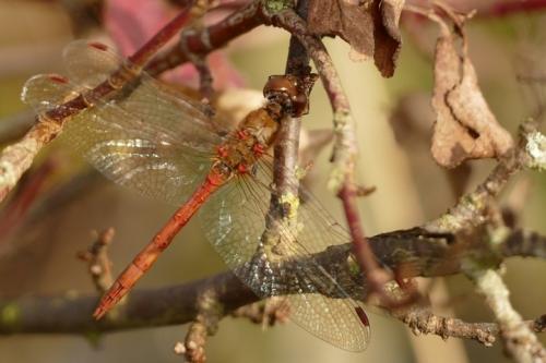 Réf. 174 737 : Sympetrum striolatum
