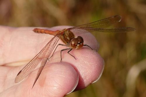 Réf. 174 738 : Sympetrum striolatum