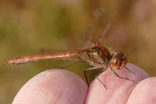 Réf. 174 739 : Sympetrum striolatum