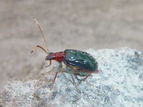 Cochabamba impressipennis