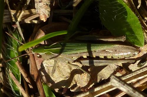 Réf. 174 680 : Omocestus rufipes