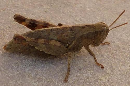 Pezotettix giornae
