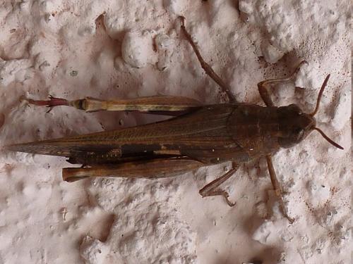 Aiolopus strepens