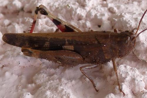 Aiolopus strepens