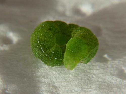 Phlogophora meticulosa