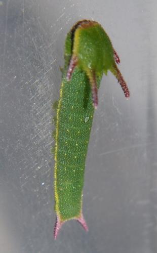 Charaxes jasius